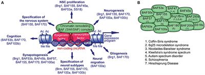 Chromatin Remodeling BAF (SWI/SNF) Complexes in Neural Development and Disorders